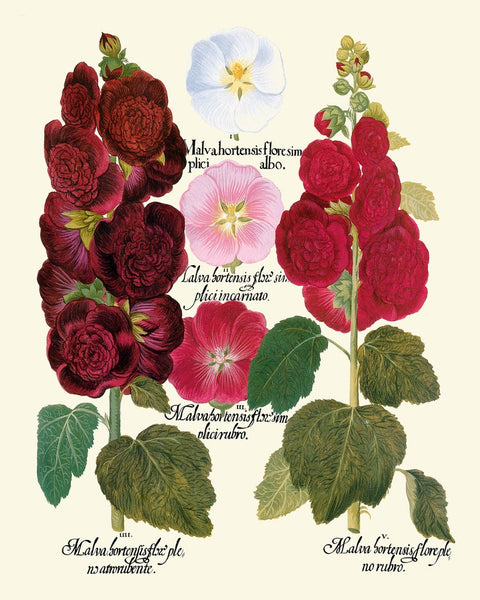 Hollyhock Flower Botanical Prints Wall Art Set of 2 Beautiful Antique Vintage White Pink Burgundy Illustration Home Room Decor to Frame BESL
