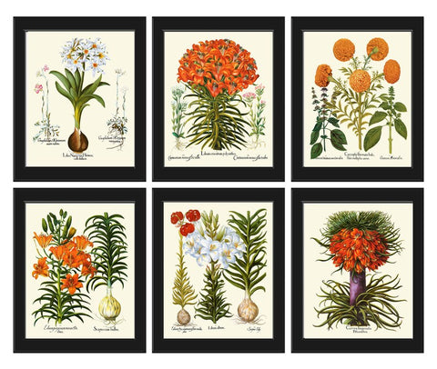 Lily Lilies Wall Art Set of 6 Prints Beautiful Botanical Orange White Vintage Crown Imperial Daylily Fritillary Flowers Decor to Frame BESL