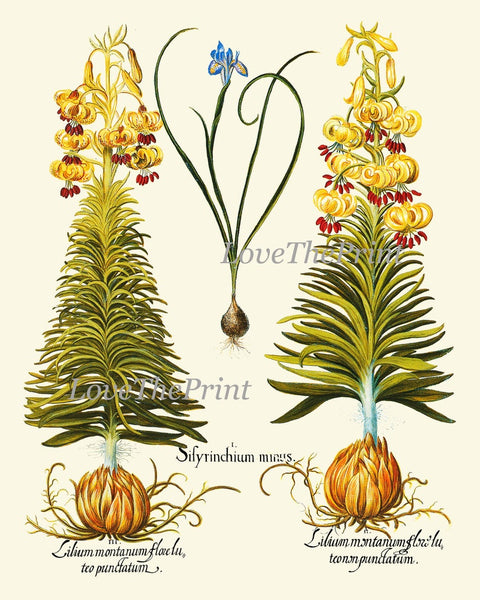 Lily Lilies Wall Art Botanical Print Set of 9 Beautiful Flowers Interior Decor Design Designer Gallery Artwork Home Room Decor to Frame BESL