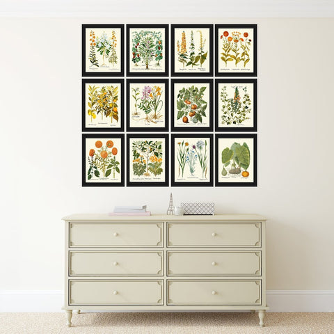 Botanical Print Set of 12 Wall Art Rare Unique Antique Vintage Garden Flowers Calendula Elephant Ear Lemon Basil Home Decor to Frame BESL
