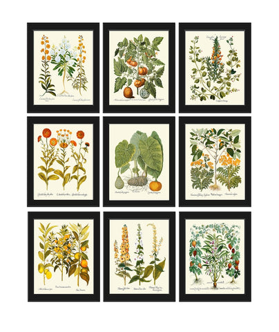 Wildflower Fruit Spices Botanical Prints Wall Art Set of 9 Beautiful Spring Summer Garden Outdoor Nature Antique Vintage Decor to Frame BESL
