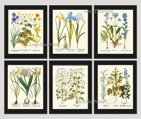 Wildflowers Botanical Wall Art Print Set of 6 Blue Iris Cornflower Valerian Hibiscus Country Outdoor Nature Flower Home Decor to Frame BESL