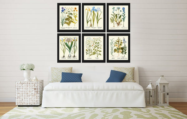 Wildflowers Botanical Wall Art Print Set of 6 Blue Iris Cornflower Valerian Hibiscus Country Outdoor Nature Flower Home Decor to Frame BESL