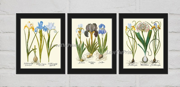 Blue Iris Botanical Prints Wall Art Set of 3 Beautiful Vintage Garden Plants Flowers Bulbs Chart Illustration Home Decor to Frame BESL