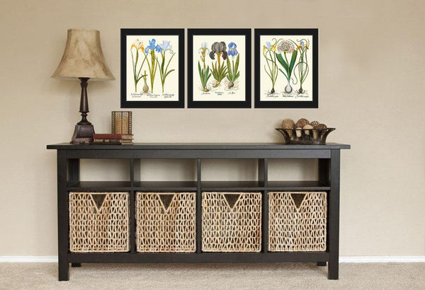Blue Iris Botanical Prints Wall Art Set of 3 Beautiful Vintage Garden Plants Flowers Bulbs Chart Illustration Home Decor to Frame BESL