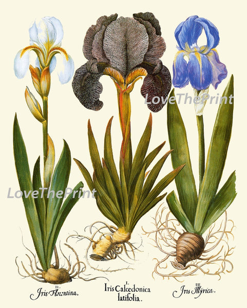 Blue Iris Botanical Prints Wall Art Set of 3 Beautiful Vintage Garden Plants Flowers Bulbs Chart Illustration Home Decor to Frame BESL