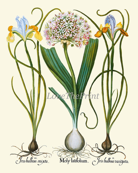 Blue Iris Botanical Prints Wall Art Set of 3 Beautiful Vintage Garden Plants Flowers Bulbs Chart Illustration Home Decor to Frame BESL