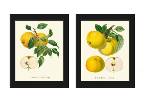 Apple Botanical Wall Art Set of 2 Beautiful Vintage Antique Fruit Dining Room Kitchen Garden Nature Illustration Home Decor to Frame GR