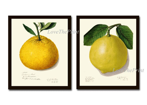 Orange Lemon Citrus Print Botanical Wall Art Set of 2 Beautiful Vintage Antique Tropical Fruit Dining Room Kitchen Home Decor to Frame POMO