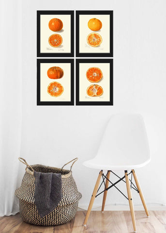 Orange Print Set of 4 Fruit Botanical Wall Art Beautiful Vintage Antique Fruit Dining Room Kitchen Garden Nature Home Decor to Frame POMO