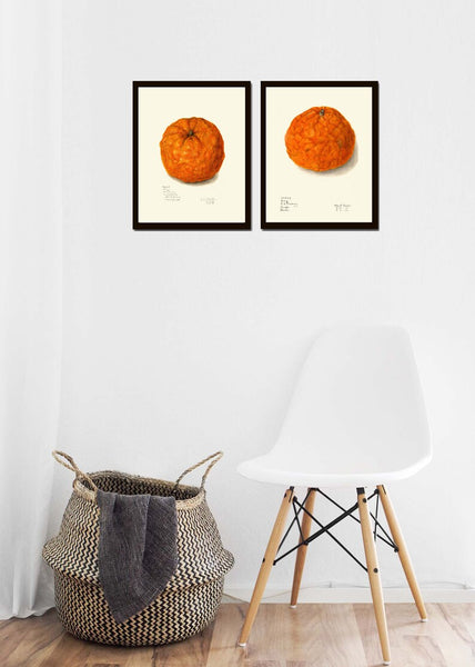 Orange Print Wall Art Set of 2 Botanical Tangerine Mandarin Citrus Tropical Vintage Antique Fruit Dining Room Kitchen Decor to Frame POMO