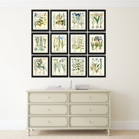 Large Wildflowers Print Set Wall Art Botanical Decor of 12 Beautiful Vintage Illustration Interior Design Designer Home Decor to Frame BESL
