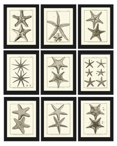 Sea Star Starfish Print set of 9 Wall Decor Art Vintage Sea Ocean Marine Nautical Science Nature Bathroom Office Home Decor to Frame HNDV