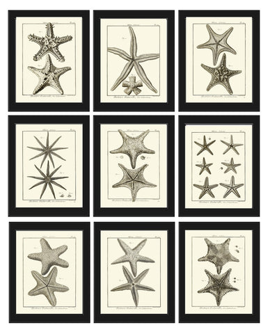 Sea Star Starfish Print set of 9 Wall Decor Art Vintage Sea Ocean Marine Nautical Science Nature Bathroom Office Home Decor to Frame HNDV