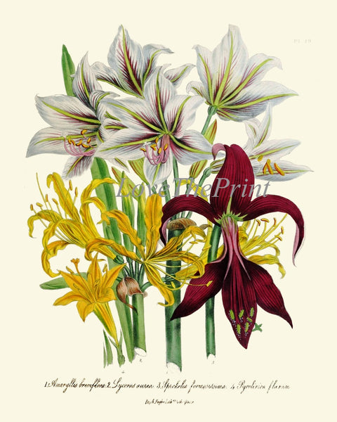 Daylily Day Lily Flower Plants Botanical Wall Art Set of 4 Prints Beautiful Antique Vintage Floral Interior Design Home Decor to Frame LEB