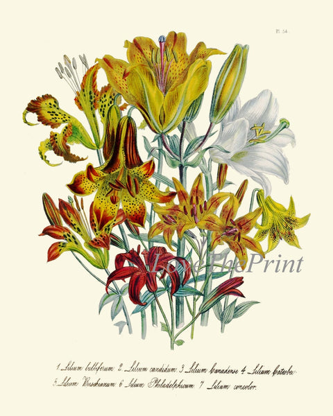 Daylily Day Lily Flower Plants Botanical Wall Art Set of 4 Prints Beautiful Antique Vintage Floral Interior Design Home Decor to Frame LEB