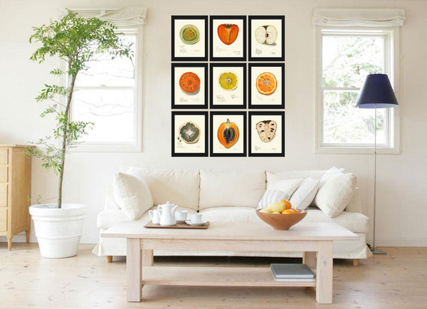 Vintage Fruit Wall Art Set of 9 Prints Kitchen Dining Room Home Decor Botanical Citrus Persimmon Apple Melon Plant Seeds Chart to Frame POMO
