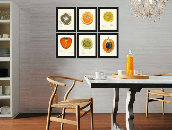 Fruit Home Decor Wall Art Print Set of 6 Beautiful Botanical Kitchen Dining Room Papaya Lemon Melon Grapefruit Persimmon Decor to Frame POMO