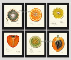 Fruit Home Decor Wall Art Print Set of 6 Beautiful Botanical Kitchen Dining Room Papaya Lemon Melon Grapefruit Persimmon Decor to Frame POMO