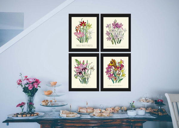 Gladiolus Flowers Botanical Wall Art Set of 4 Prints Beautiful Garden Plants Bouquet Floral White Pink Illustration Home Decor to Frame LEB