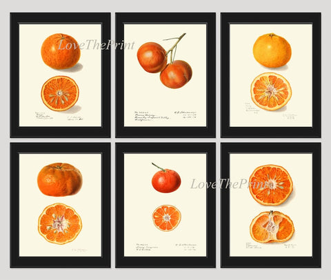 Orange Fruit Print Set of 6 Home Decor Wall Art Beautiful Botanical Kitchen Dining Room Tangerine Mandarin Watercolor Decor to Frame POMO