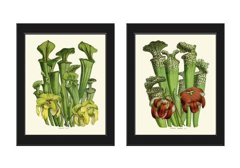 Carnivorous Insect Eating Pitcher Plant Flowers Botanical Wall Art Set of 2 Prints Vintage Tropical Rainforest Nature Decor to Frame HOU