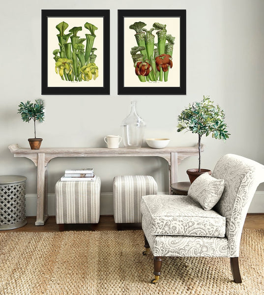 Carnivorous Insect Eating Pitcher Plant Flowers Botanical Wall Art Set of 2 Prints Vintage Tropical Rainforest Nature Decor to Frame HOU