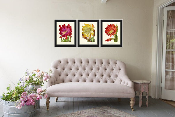 Blooming Cactus Flower Botanical Prints Wall Art Set of 3 Beautiful Vintage Tropical Exotic Rare Decoration Home Room Decor to Frame IH