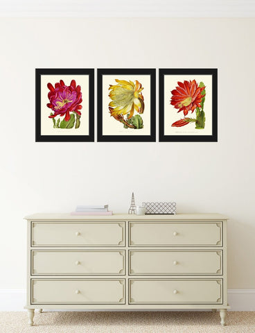 Blooming Cactus Flower Botanical Prints Wall Art Set of 3 Beautiful Vintage Tropical Exotic Rare Decoration Home Room Decor to Frame IH