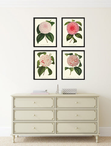 Camellia Botanical Print Set of 4 Prints Beautiful Vintage Wall Art Rose Pink White Spring Garden Flowers Farmhouse Home Decor to Frame IH