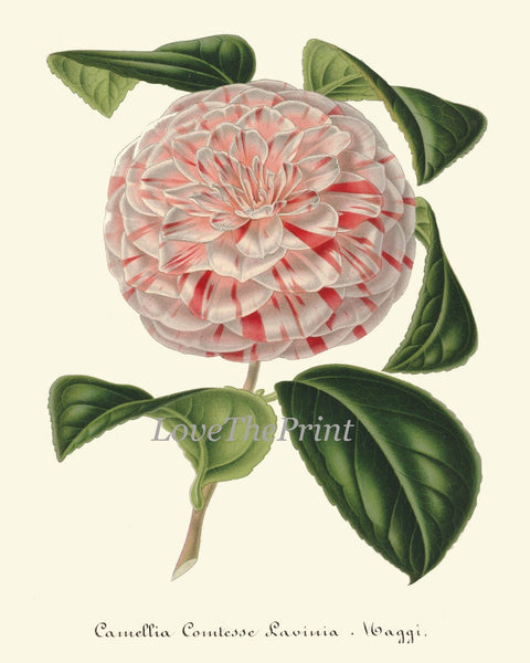 Camellia Botanical Print set of 9 Wall Art Pink White Red Flowers Interior Decor Design Designer Gallery Artwork Home Room Decor to Frame IH