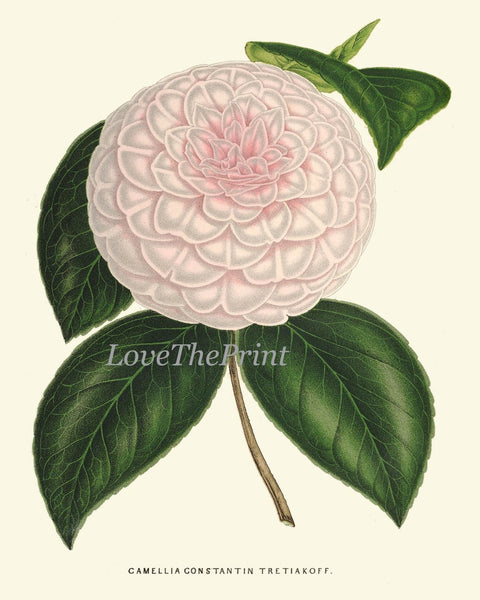 Camellia Botanical Print set of 9 Wall Art Pink White Red Flowers Interior Decor Design Designer Gallery Artwork Home Room Decor to Frame IH