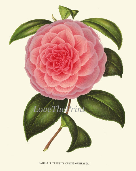 Camellia Botanical Print set of 9 Wall Art Pink White Red Flowers Interior Decor Design Designer Gallery Artwork Home Room Decor to Frame IH