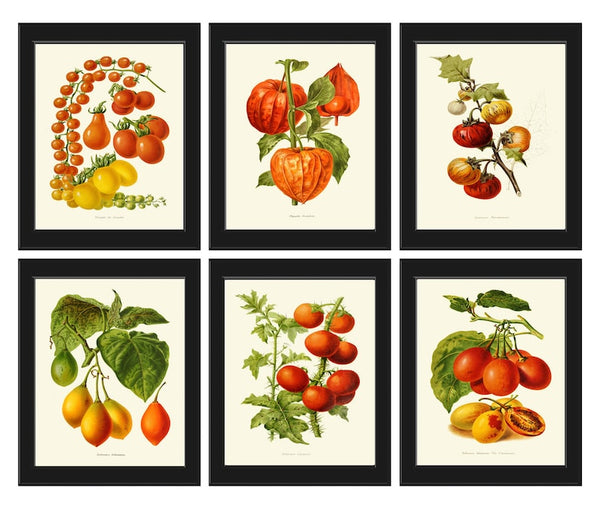 Tomato Botanical Wall Art Print Set of 6 Beautiful Vegetable Heirloom Kitchen Dining Room Chef Cooking Gardening Home Decor to Frame IH
