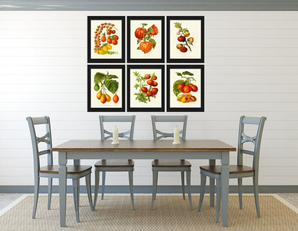 Tomato Botanical Wall Art Print Set of 6 Beautiful Vegetable Heirloom Kitchen Dining Room Chef Cooking Gardening Home Decor to Frame IH