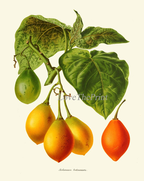 Tomato Botanical Wall Art Print Set of 6 Beautiful Vegetable Heirloom Kitchen Dining Room Chef Cooking Gardening Home Decor to Frame IH