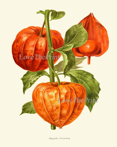 Tomato Botanical Wall Art Print Set of 6 Beautiful Vegetable Heirloom Kitchen Dining Room Chef Cooking Gardening Home Decor to Frame IH