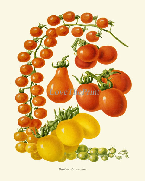 Tomato Botanical Wall Art Print Set of 6 Beautiful Vegetable Heirloom Kitchen Dining Room Chef Cooking Gardening Home Decor to Frame IH