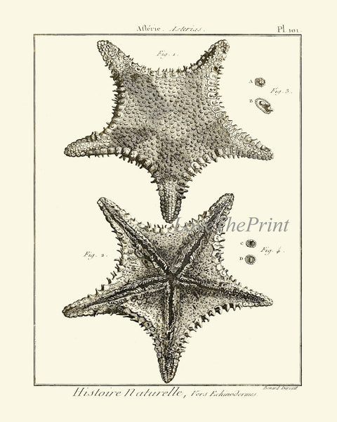 Sea Star Starfish Print set of 6 Wall Decor Art Vintage Sea Ocean Marine Modern Black and White Bathroom Office Home Decor to Frame HNDV