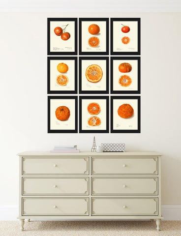 Orange Citrus Fruit Botanical Wall Art Set of 9 Prints Kitchen Dining Room Print Set Chart Poster Large Good Art Home Decor to Frame POMO