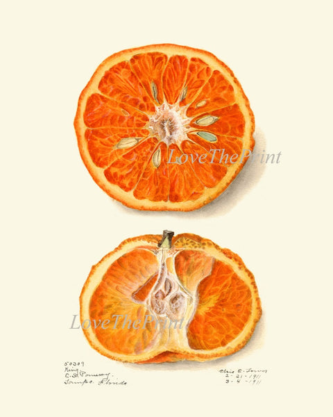 Orange Citrus Fruit Botanical Wall Art Set of 9 Prints Kitchen Dining Room Print Set Chart Poster Large Good Art Home Decor to Frame POMO