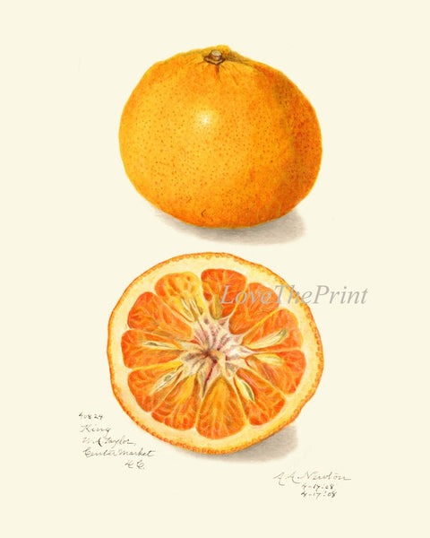 Orange Citrus Fruit Botanical Wall Art Set of 9 Prints Kitchen Dining Room Print Set Chart Poster Large Good Art Home Decor to Frame POMO