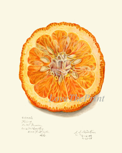 Orange Citrus Fruit Botanical Wall Art Set of 9 Prints Kitchen Dining Room Print Set Chart Poster Large Good Art Home Decor to Frame POMO