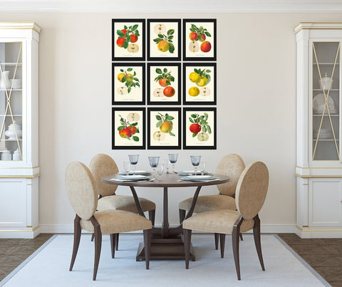 Apple Fruit Botanical Wall Art Set of 9 Prints Kitchen Dining Room Print Set Chart Poster Large Colorful Food Garden Home Decor to Frame GR