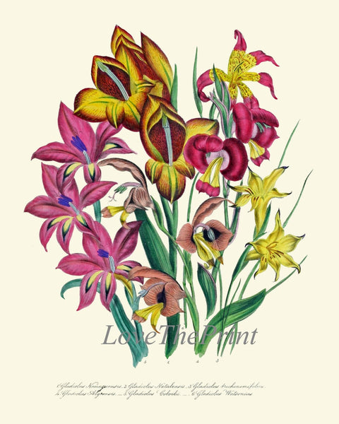Gladiolus Botanical Wall Art Print Set of 6 Pink White Green Garden Nature Plants Flowers Bouquet Floral Design Home Decor to Frame LEB