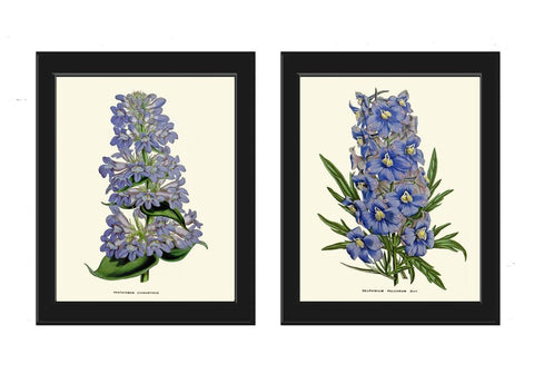 Blue Delphinium Botanical Prints Wall Art Set of 2 Flowers Vintage Antique Dining Room Garden Bedroom Fireplace Hallway Home Room Decor HOU