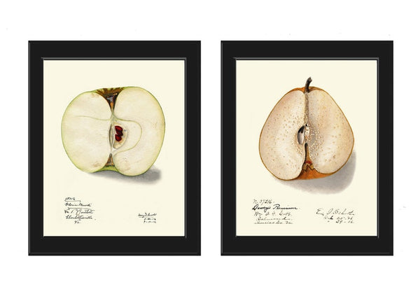 Fruit Botanical Print Wall Art Set of 2 Apple Pear Vintage Antique Dining Room Kitchen Decor Garden Decoration Home Decor to Frame POMO