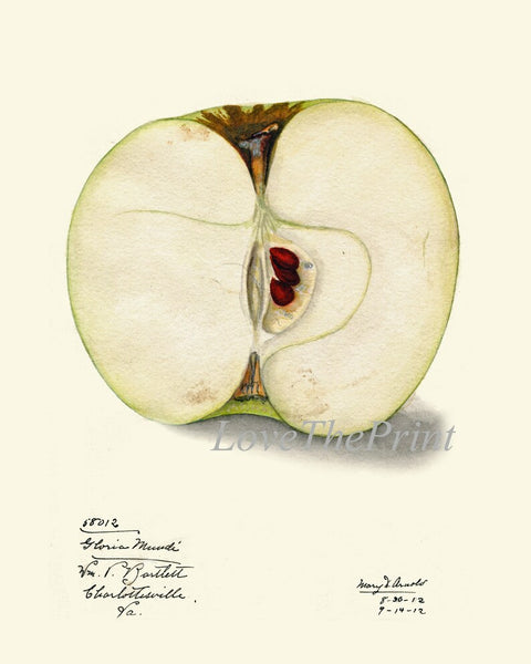 Fruit Botanical Print Wall Art Set of 2 Apple Pear Vintage Antique Dining Room Kitchen Decor Garden Decoration Home Decor to Frame POMO