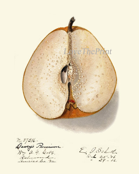 Fruit Botanical Print Wall Art Set of 2 Apple Pear Vintage Antique Dining Room Kitchen Decor Garden Decoration Home Decor to Frame POMO