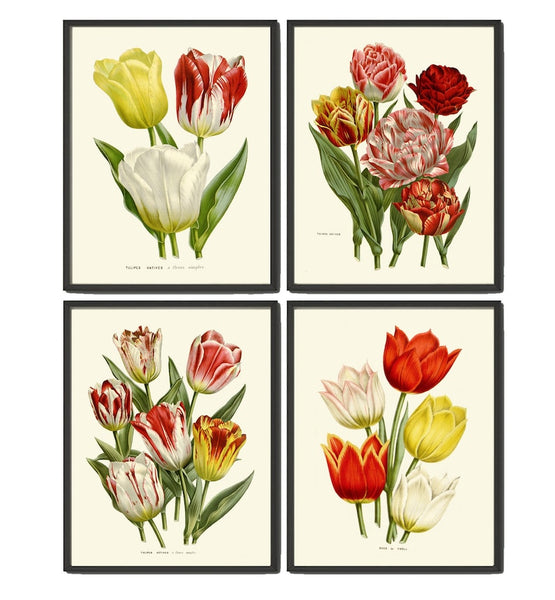 Vintage Botanical Print Set of 4 Tulip Flowers Wall Art Beautiful Antique Vintage Red White Yellow Spring Summer Home Decor to Frame HOU